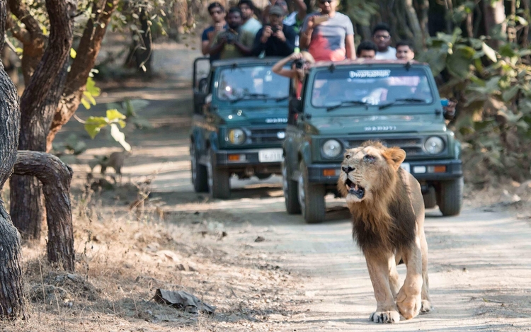  Is Gir National Park Safe?